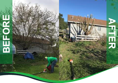 La landscaping Tree Services