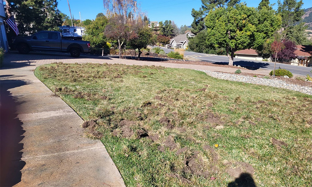 Lawn Clearing & Mulch Installation & Rock Pond Construction - Before - Morgan Hill, CA - December 2023